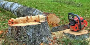 Professional Tree Services in Post, TX
