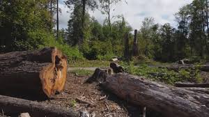 How Our Tree Care Process Works  in  Post, TX