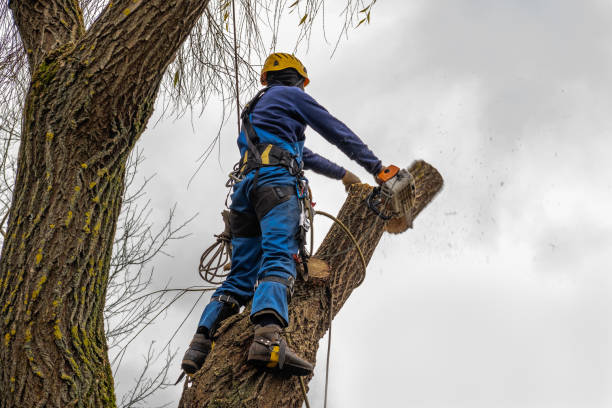 Trusted Post, TX Tree Services Experts
