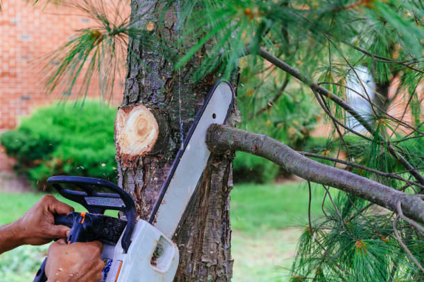 Best Tree and Shrub Care  in Post, TX