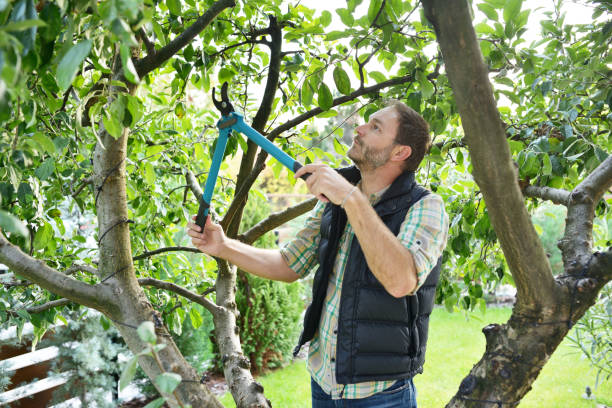 Best Tree Fertilization  in Post, TX